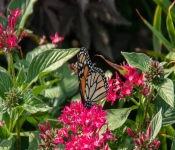 2020 09 05 LongFellowGardens 002